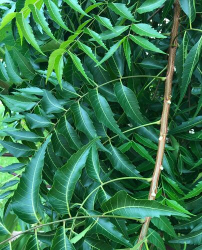 Buy neem leaves online | Neem leaves for sale | Neem Leaf