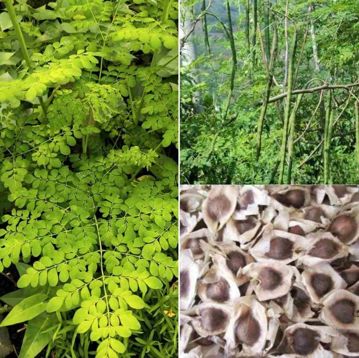 Drumstick seeds online | Moringa oleifera seeds