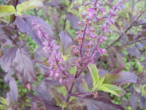 Tulsi plant stem online | Ocimum tenuiflorum | Tulsi herb