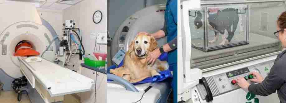 Veterinary Neurology And Imaging of the Chesapeake Cover Image