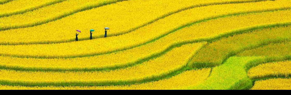 machuanphong Cover Image