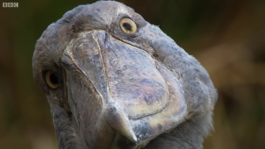 The Dark Side of Shoebill Chicks