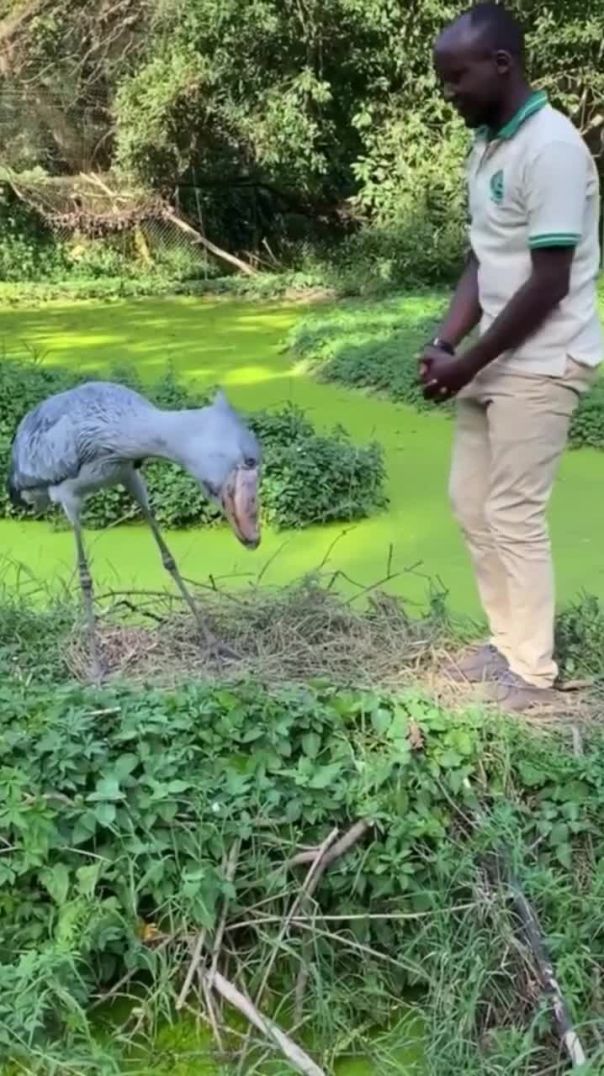 Shoebill