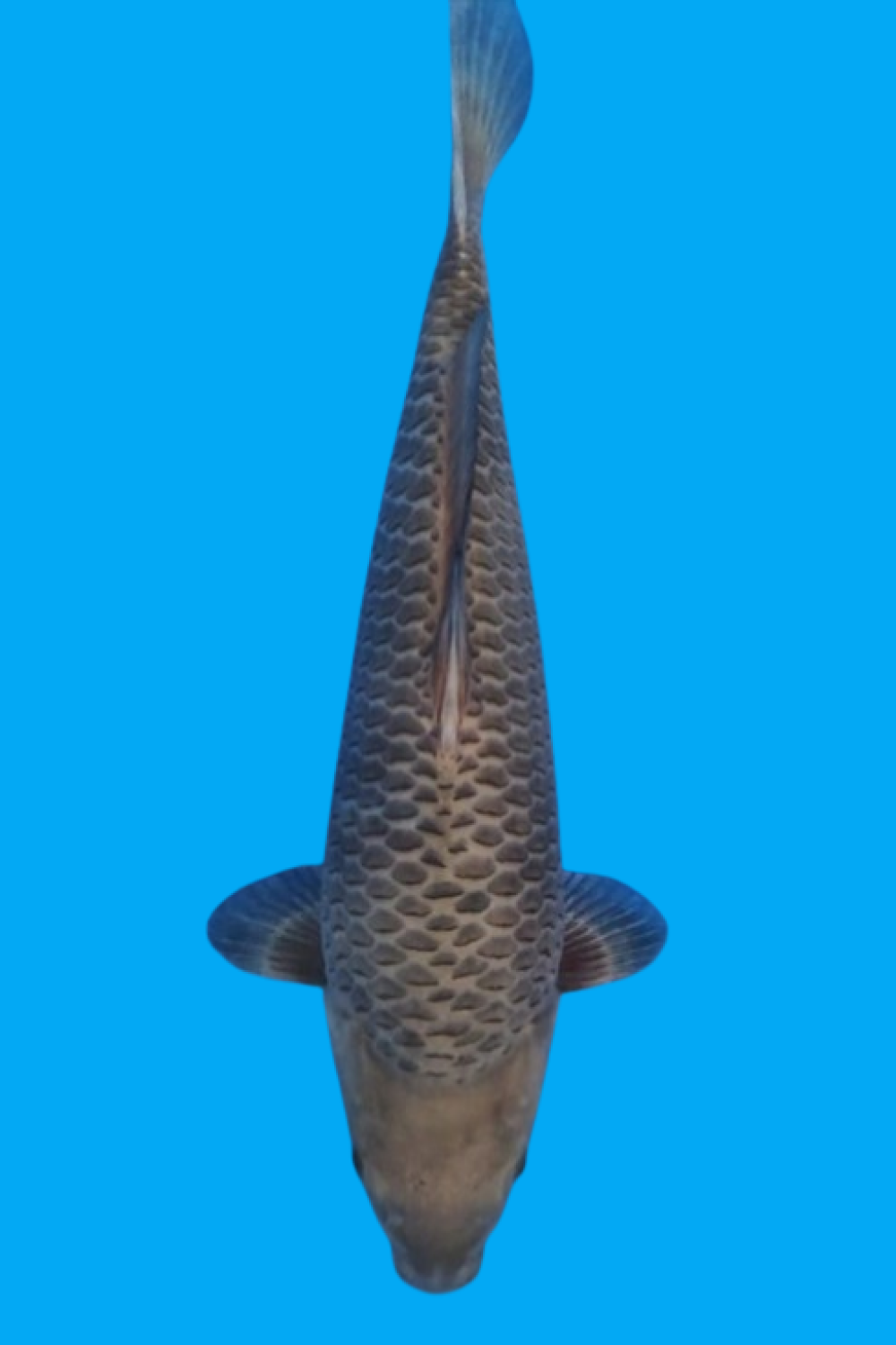 E. Kamboja Prize 31 - 35 cm
