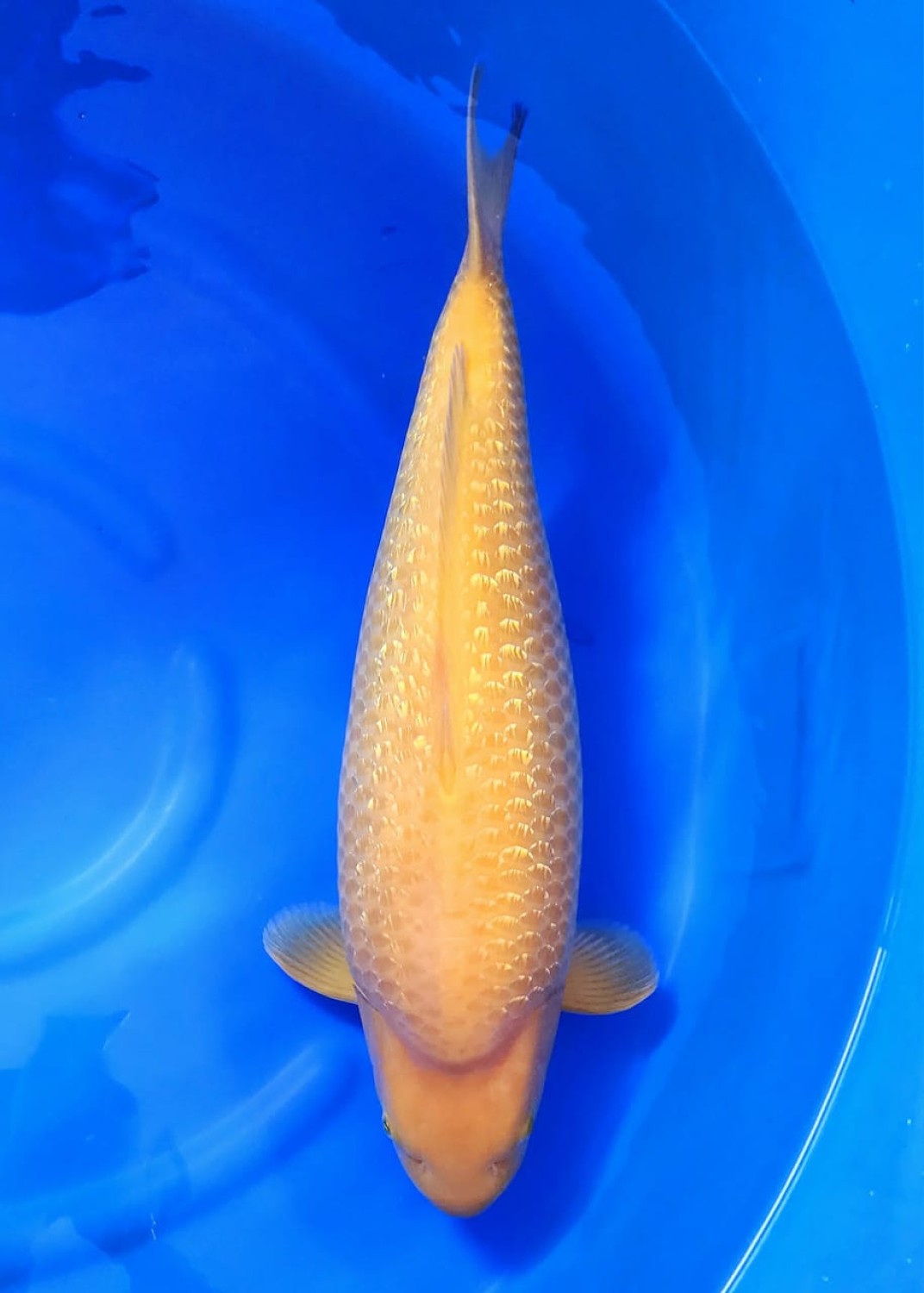 E. Kamboja Mature Champion