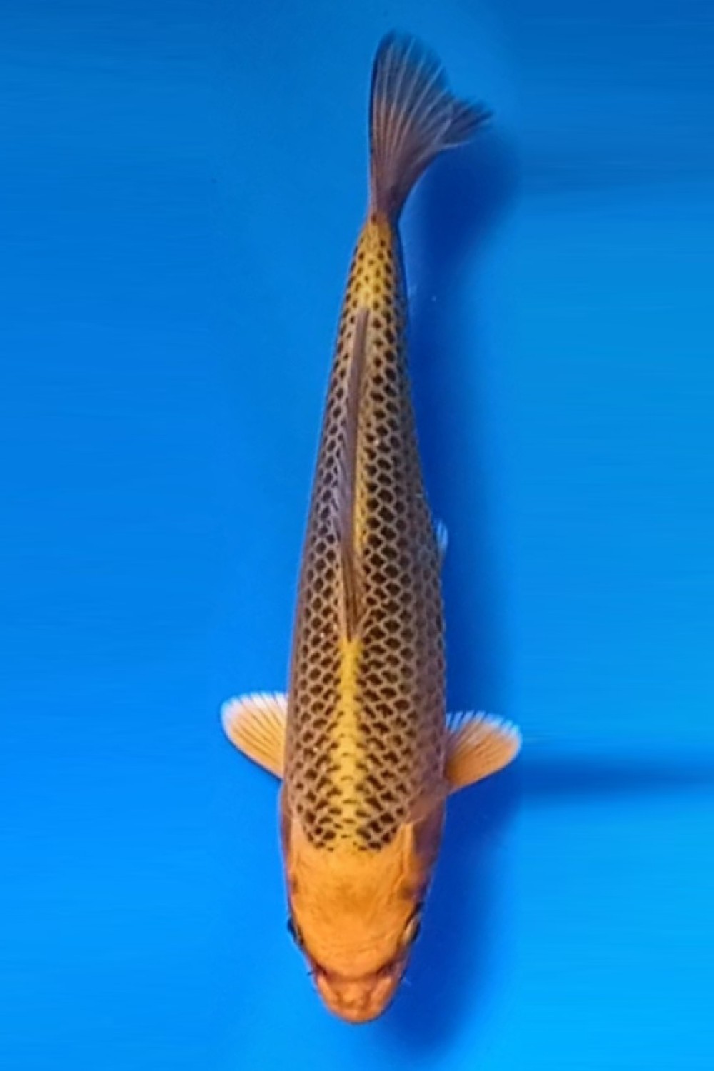 Juara 2