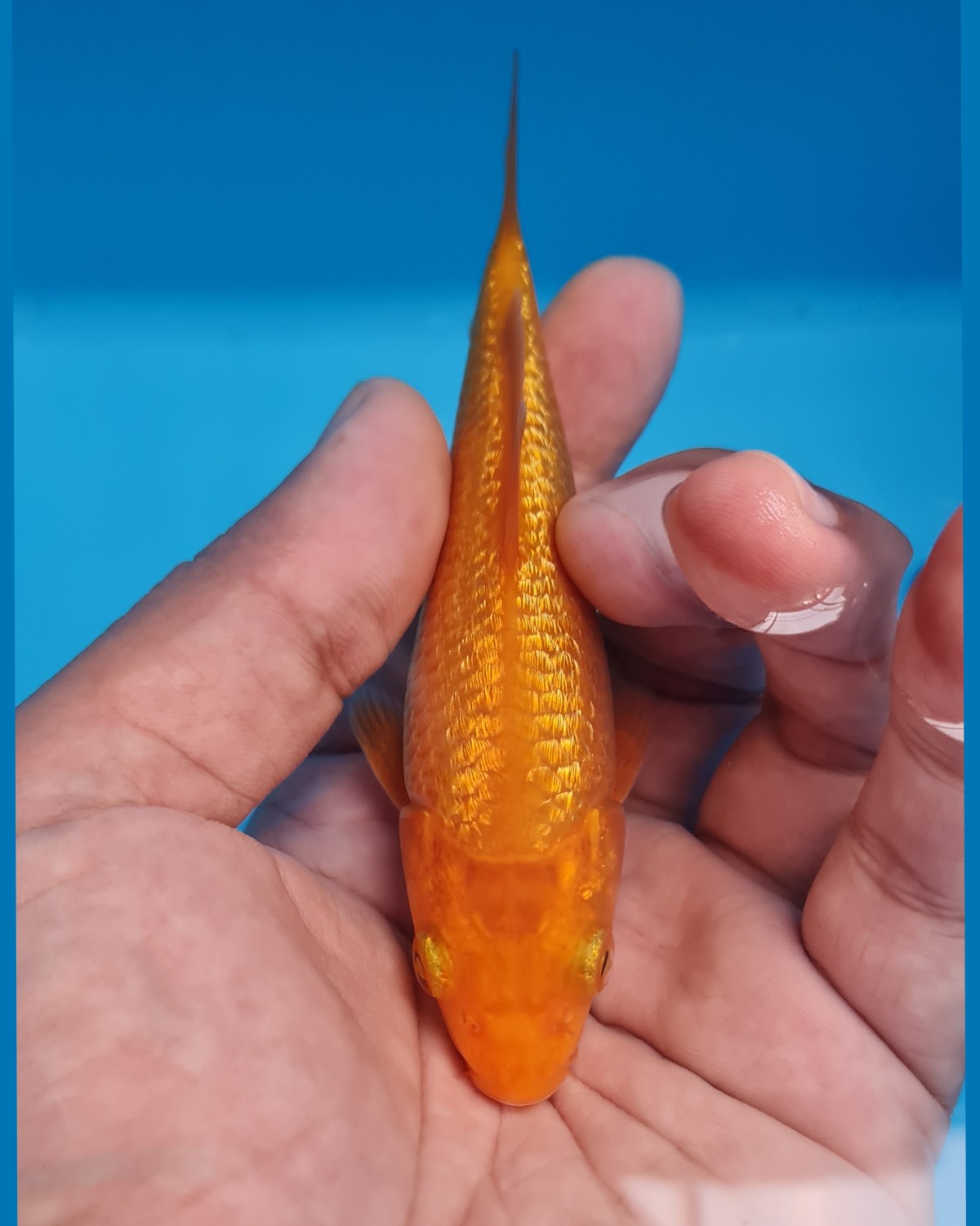 Juara 1