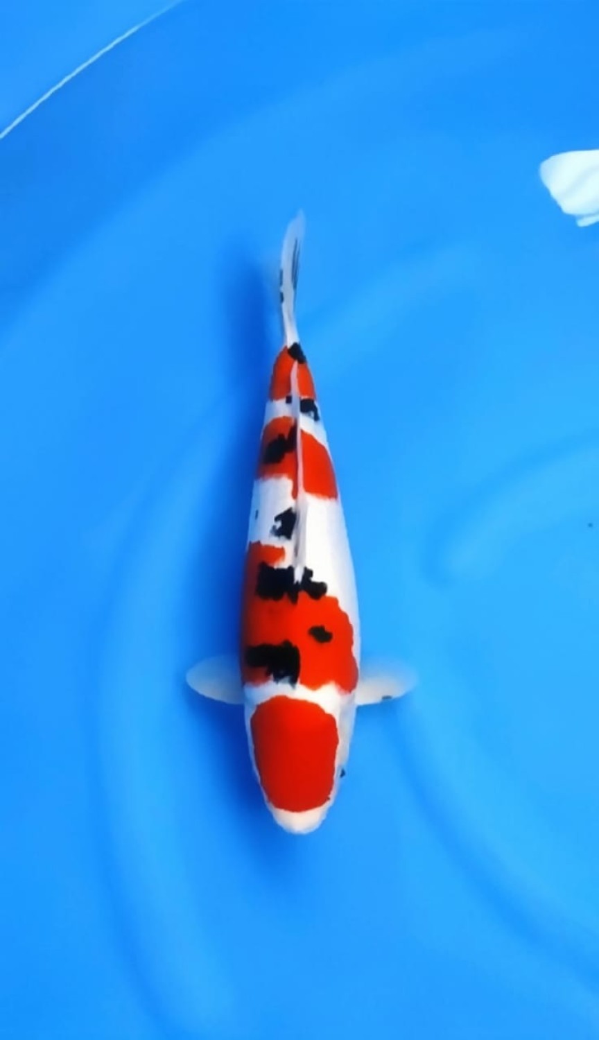 Juara 5