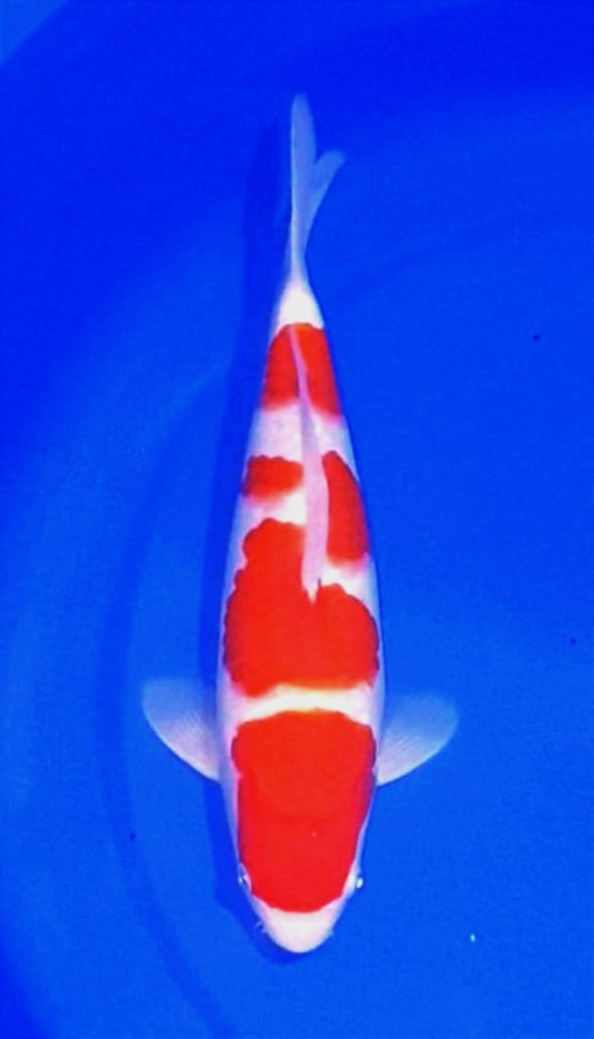 Juara 4