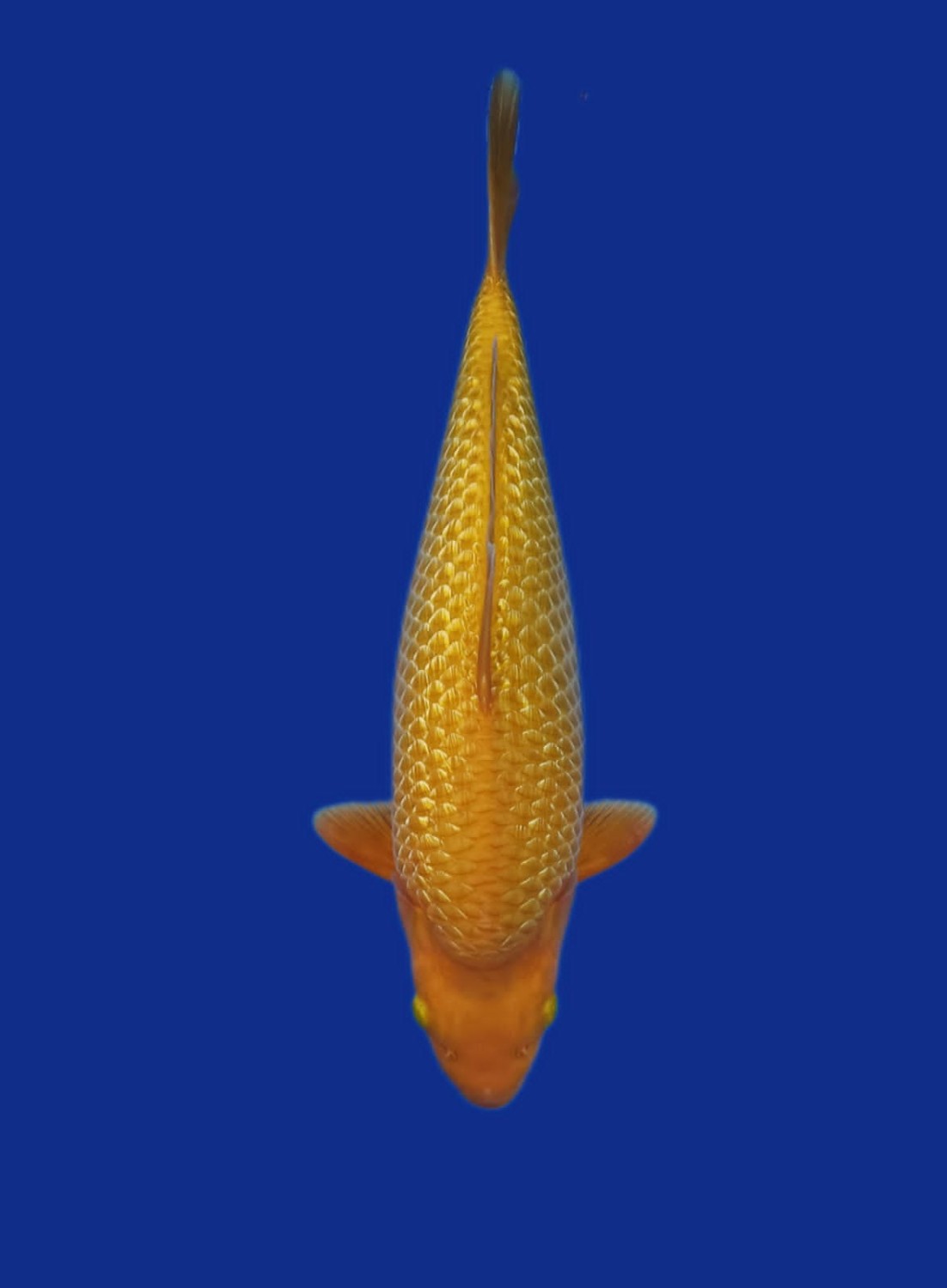 Juara 3