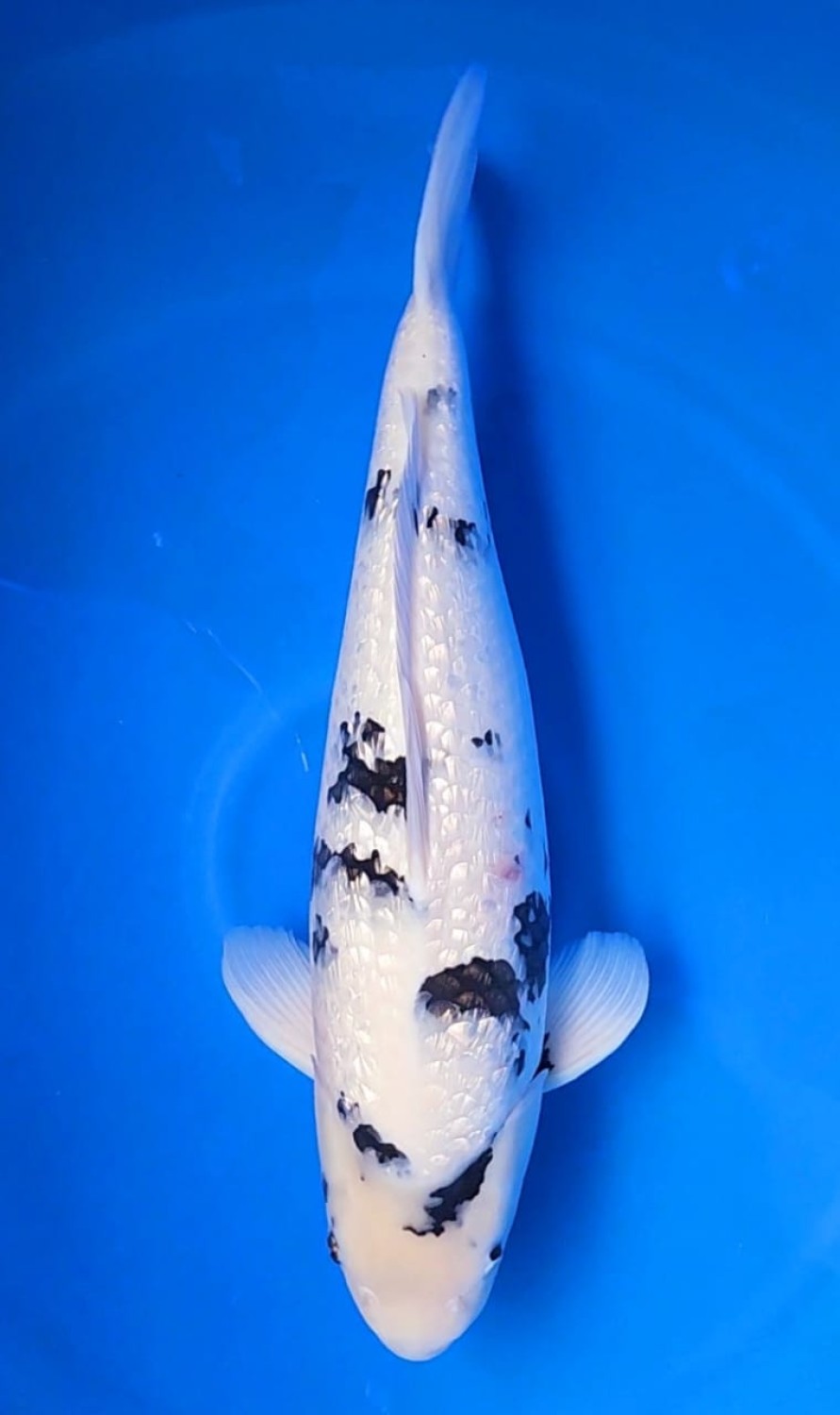 C. Anggrek Prize 61 - 65 cm
