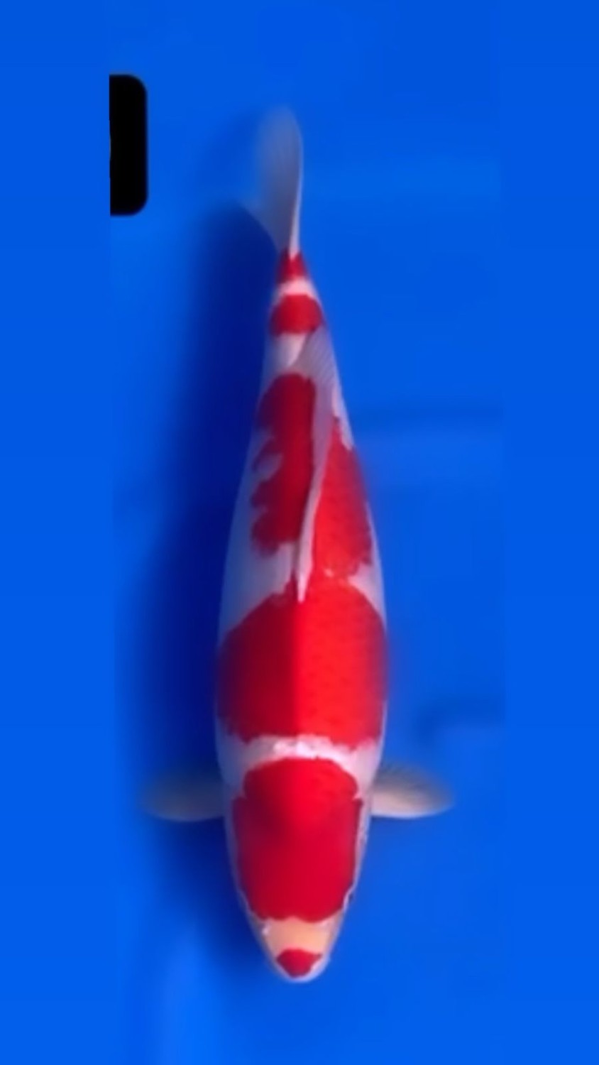 Juara 2