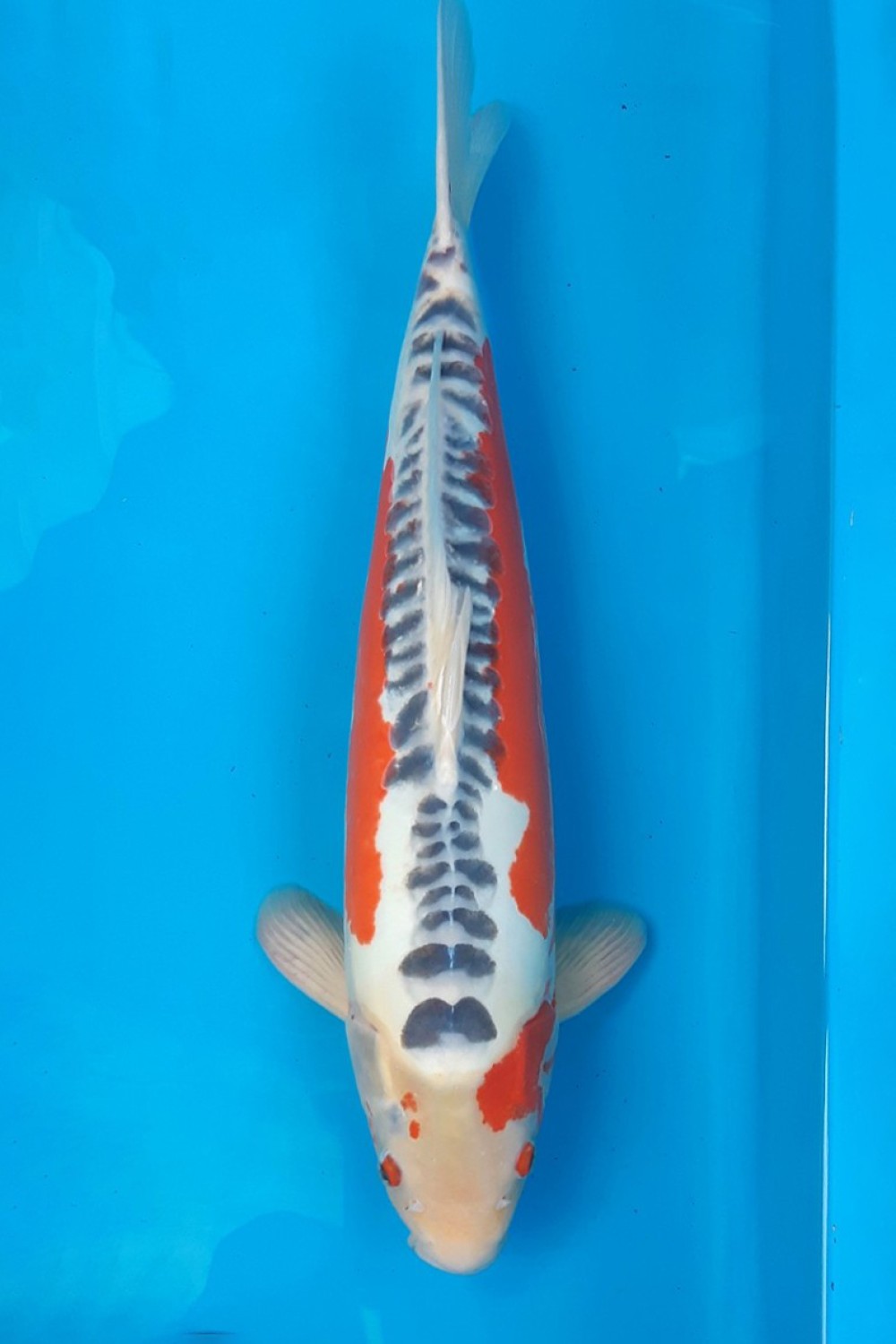 Juara 1