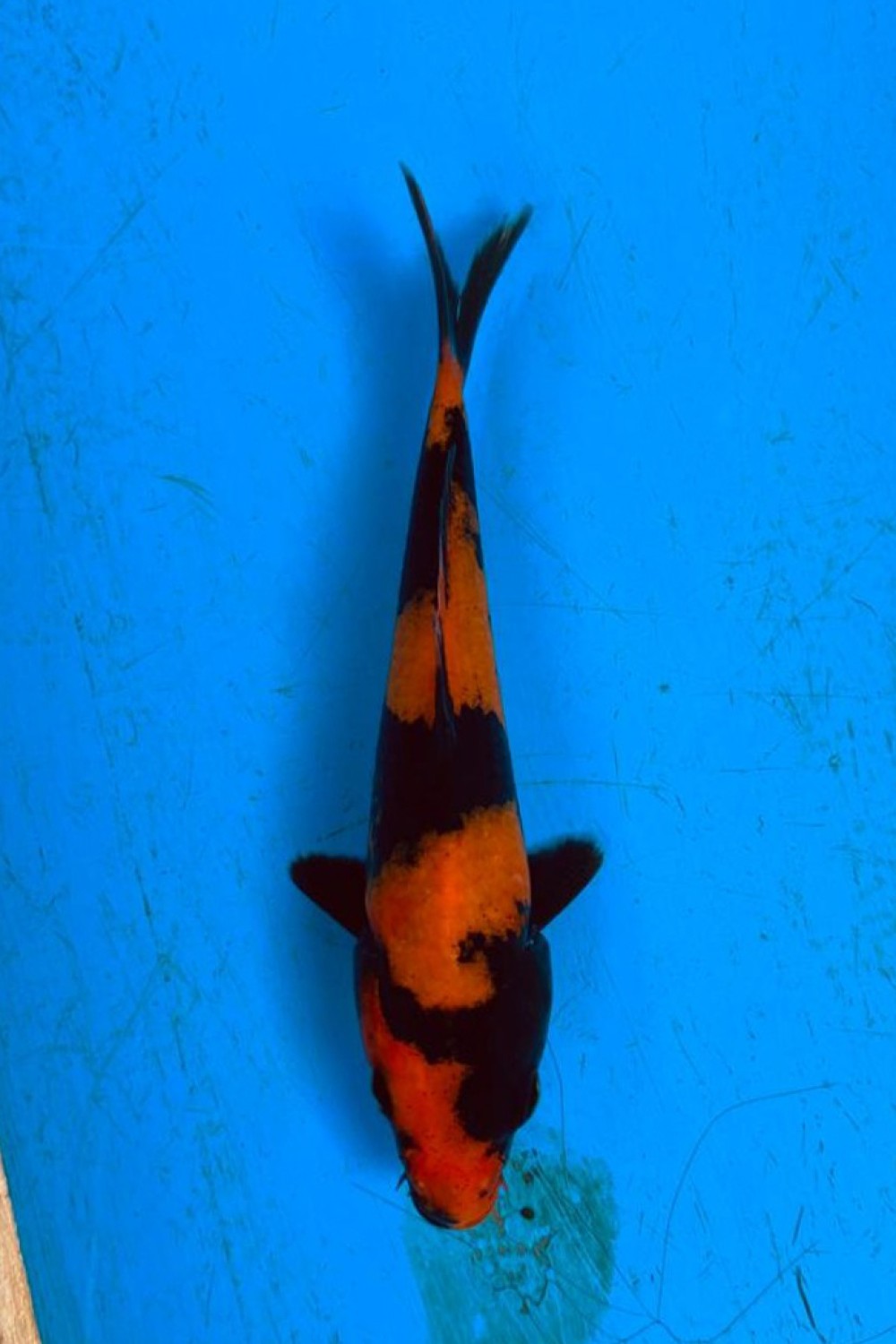 D. Cempaka Prize Up To 12 cm