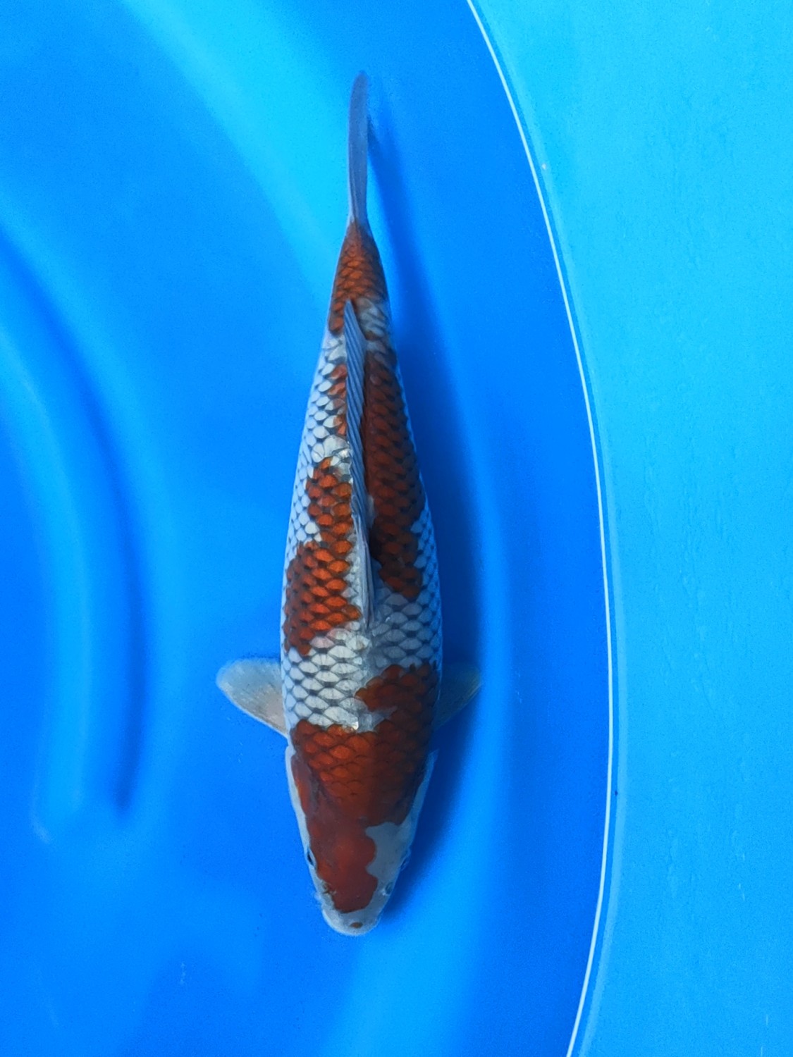 Juara 1