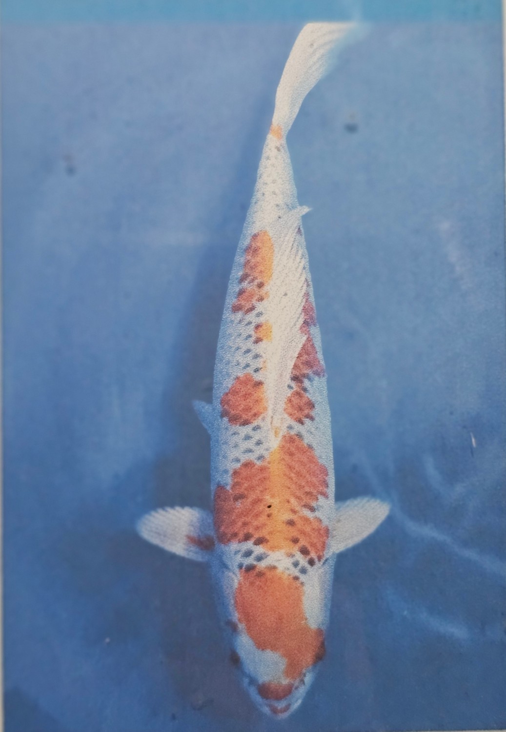 Juara 2