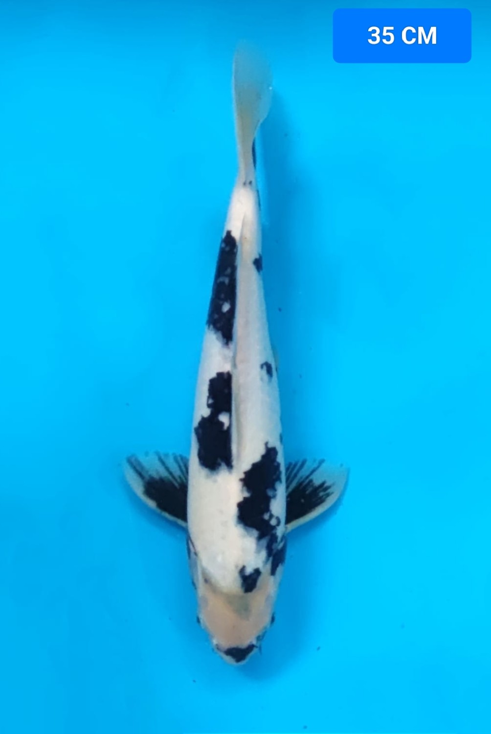 Juara 5