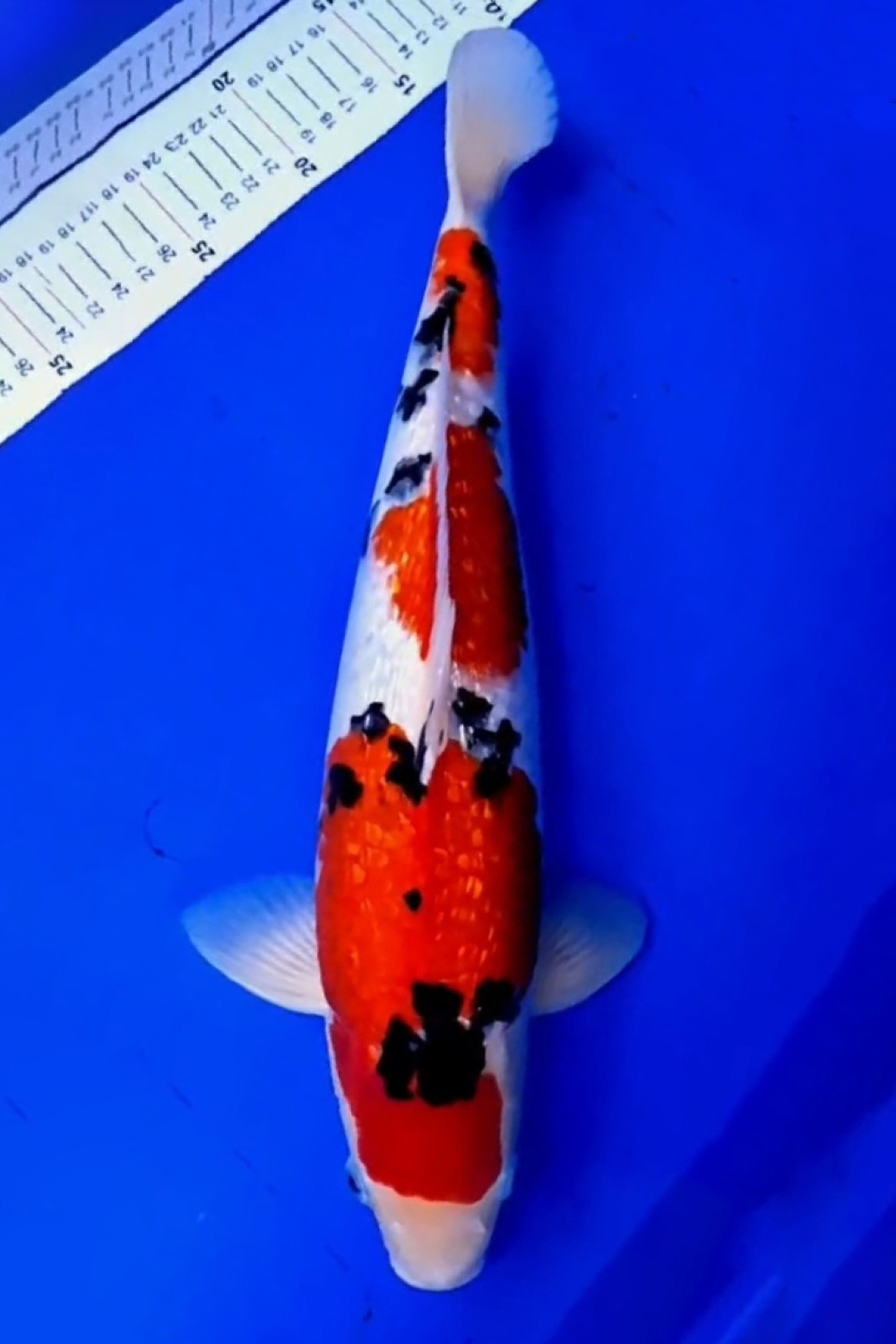 Juara 2