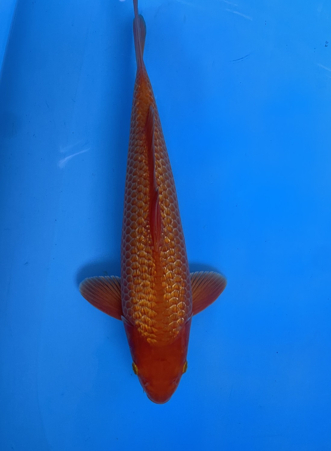 Juara 1