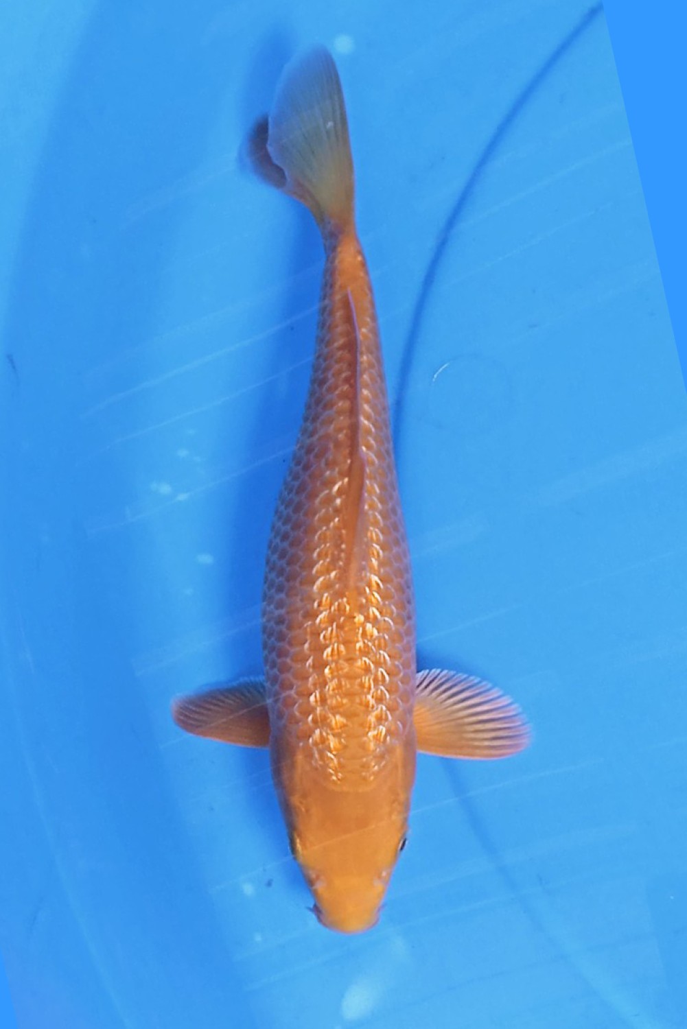 Juara 2