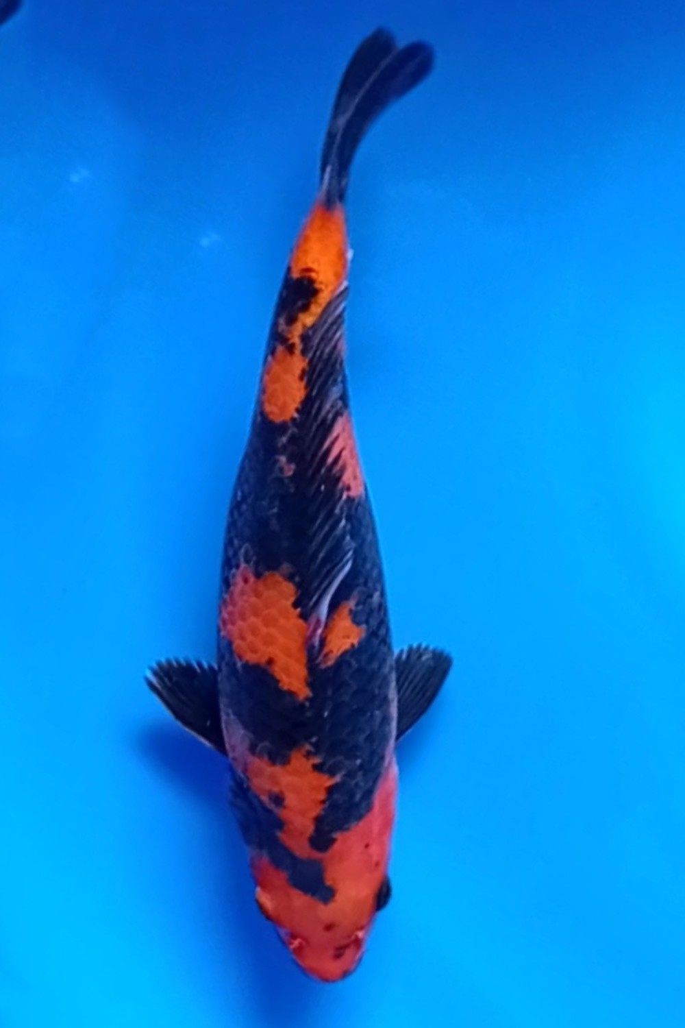 Juara 3