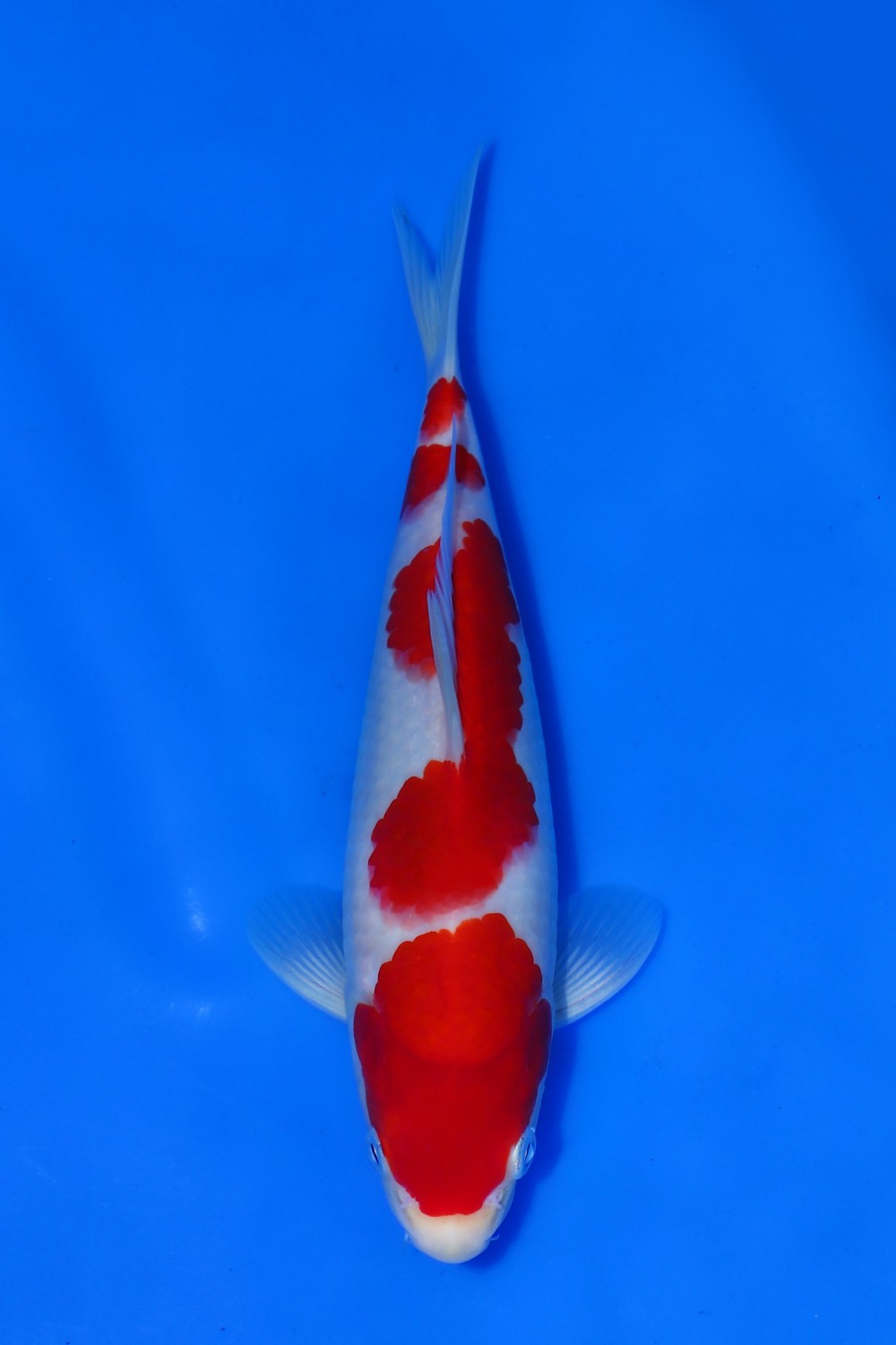 Juara 2