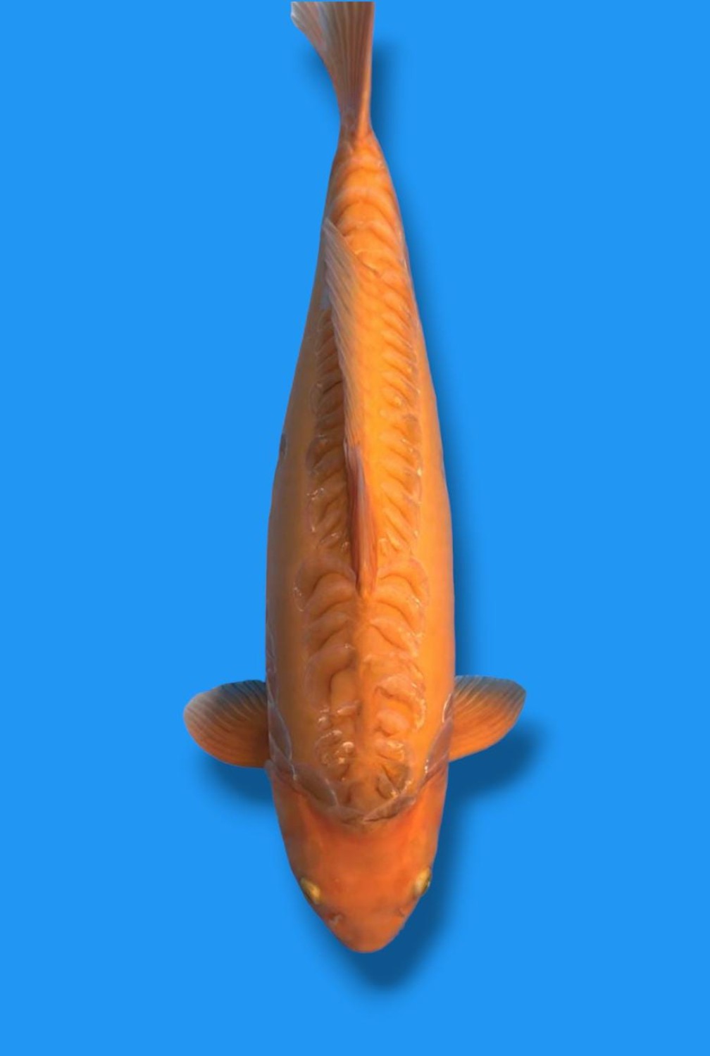 Juara 1
