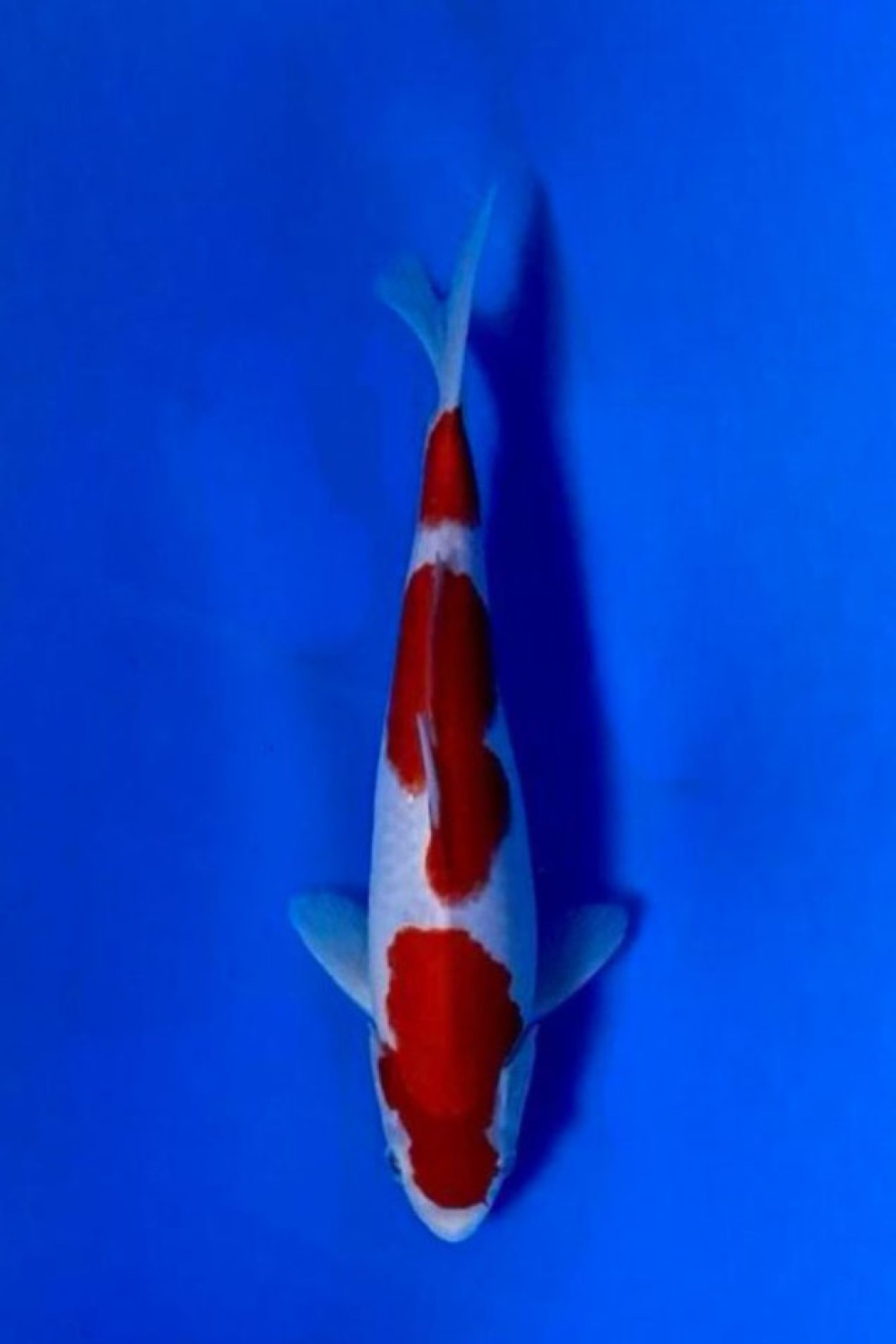 Juara 3