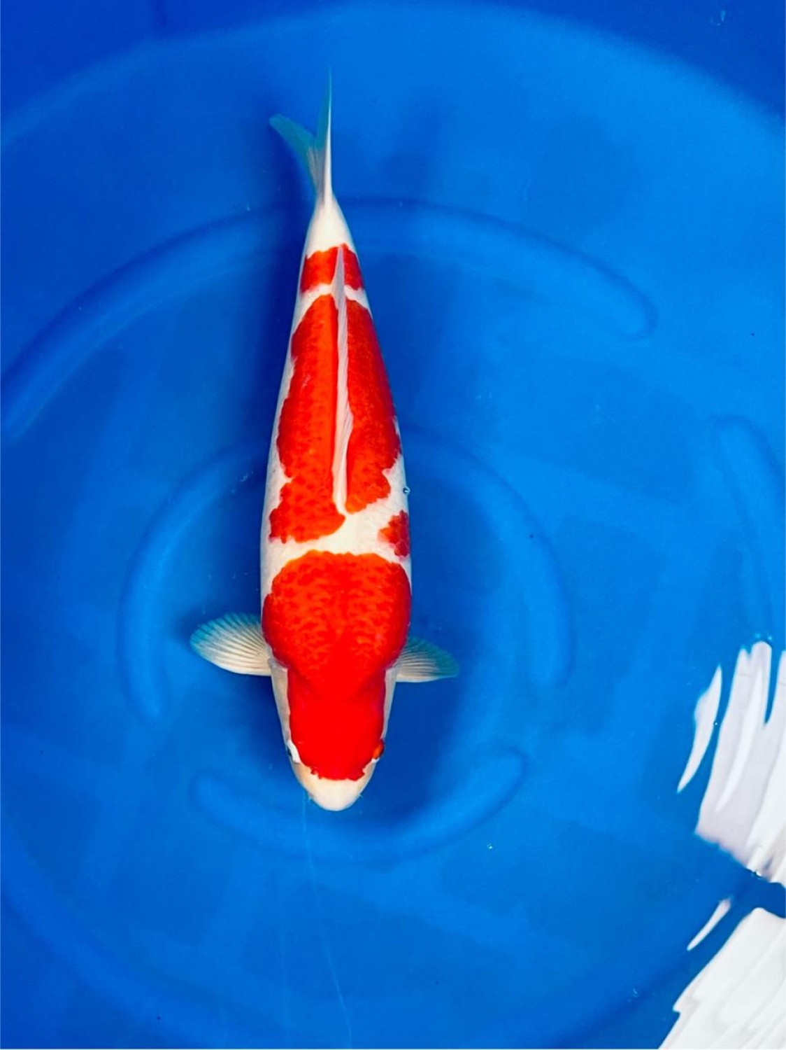A. Adult Champion
