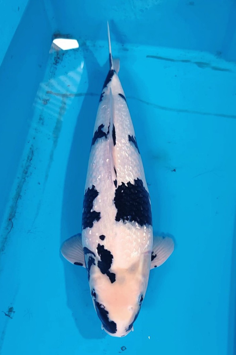 C. Anggrek Adult Champion
