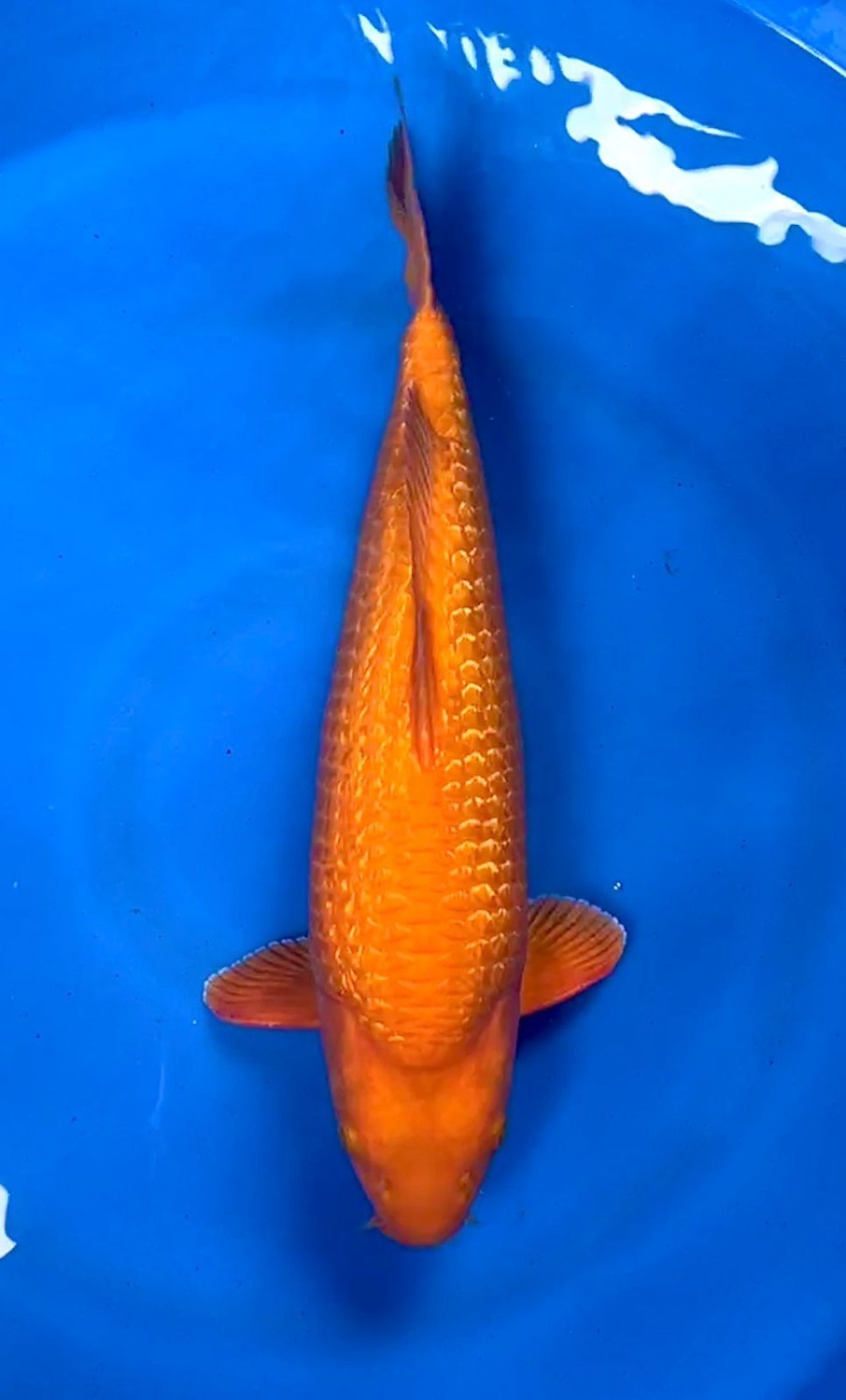 E. Kamboja Young Champion