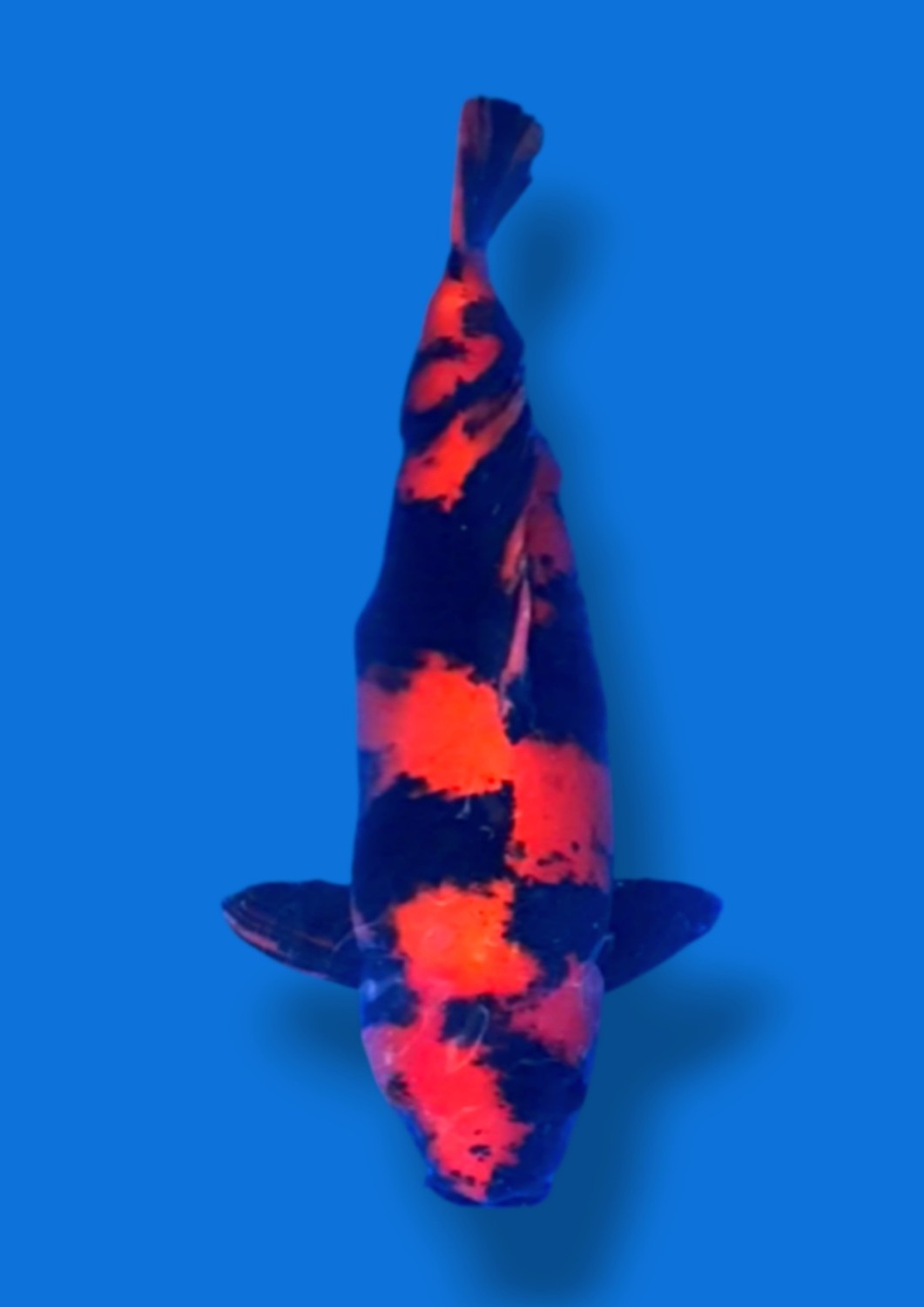Juara 2