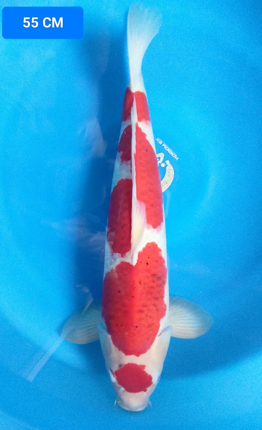 Juara 2