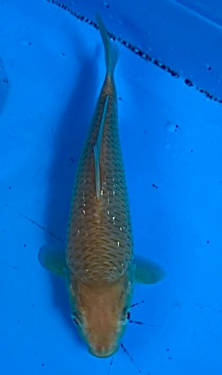 Juara 5