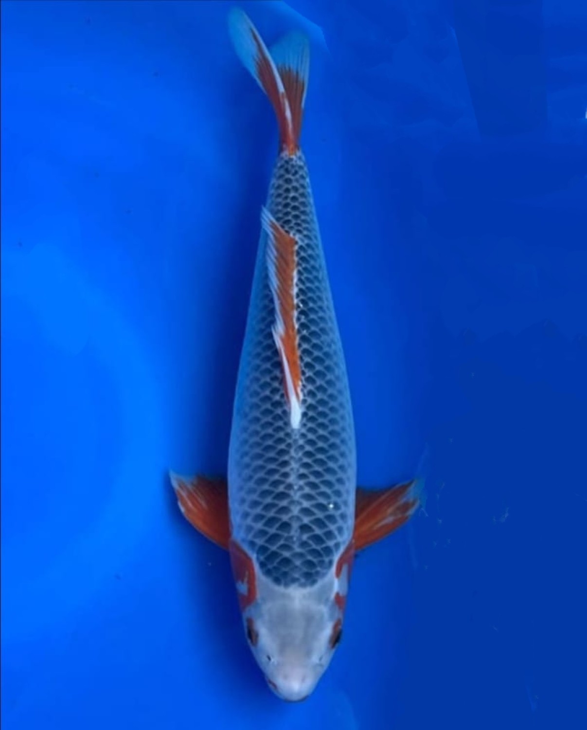Juara 1