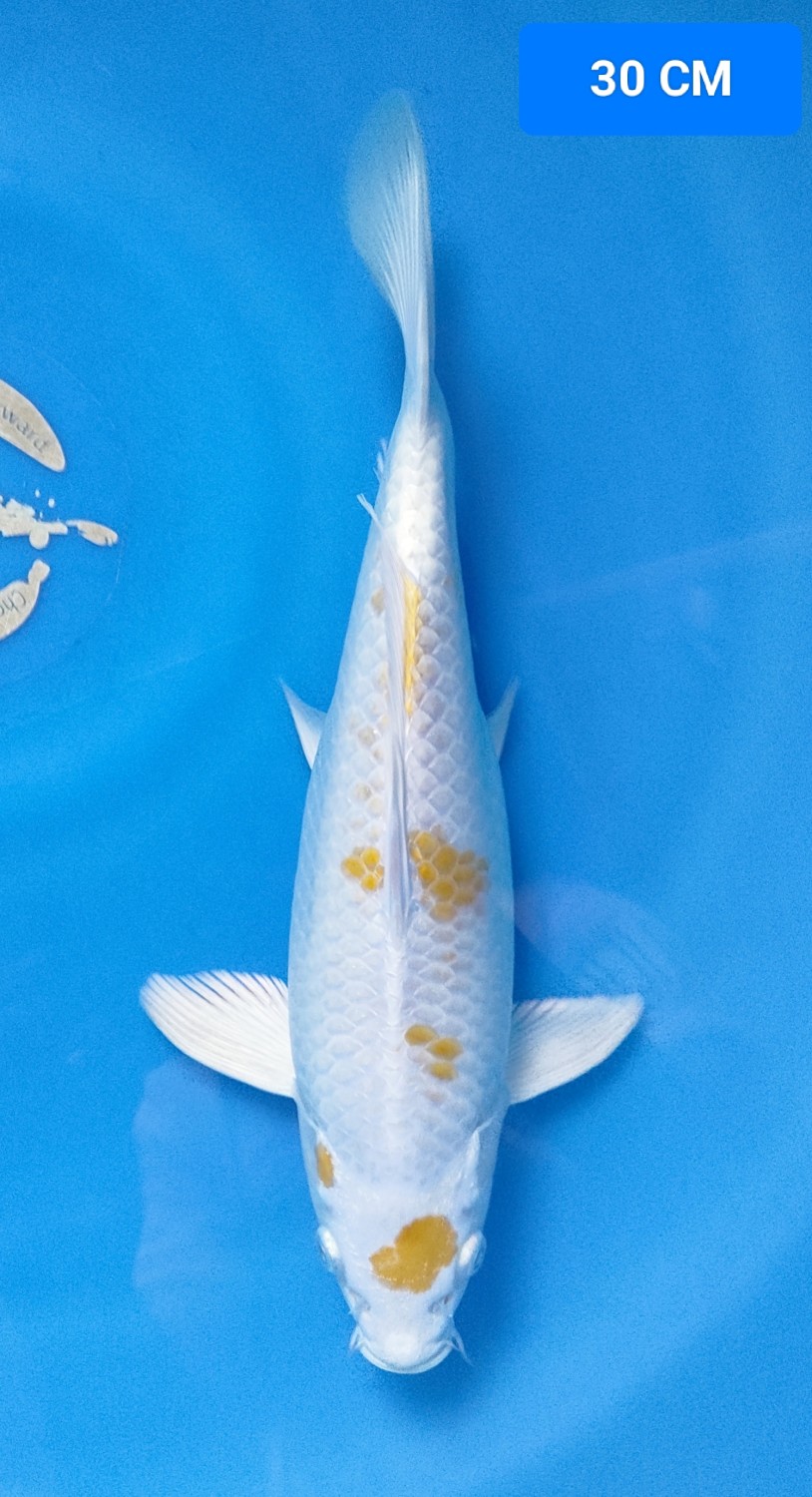 Juara 2