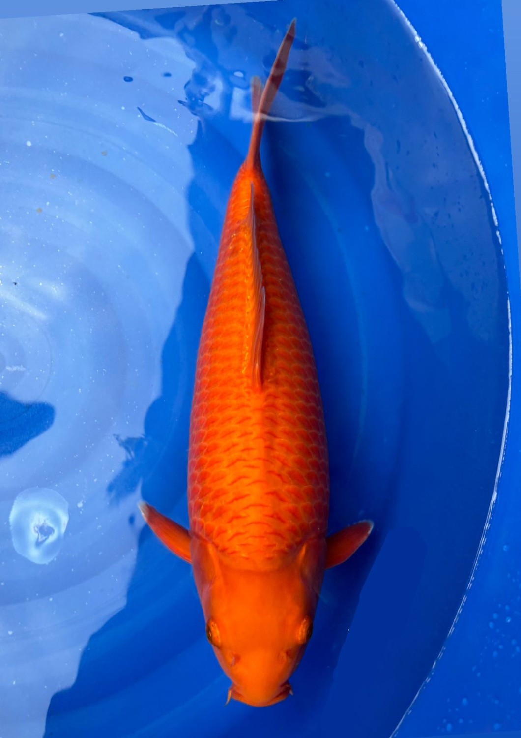 E. Kamboja Prize 41 - 45 cm