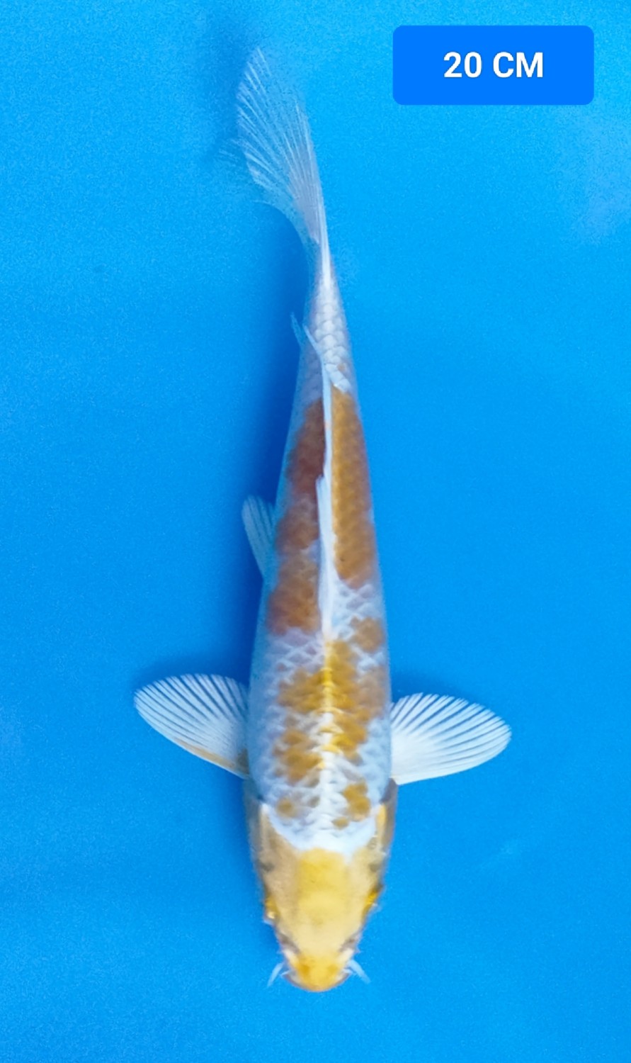 Juara 1