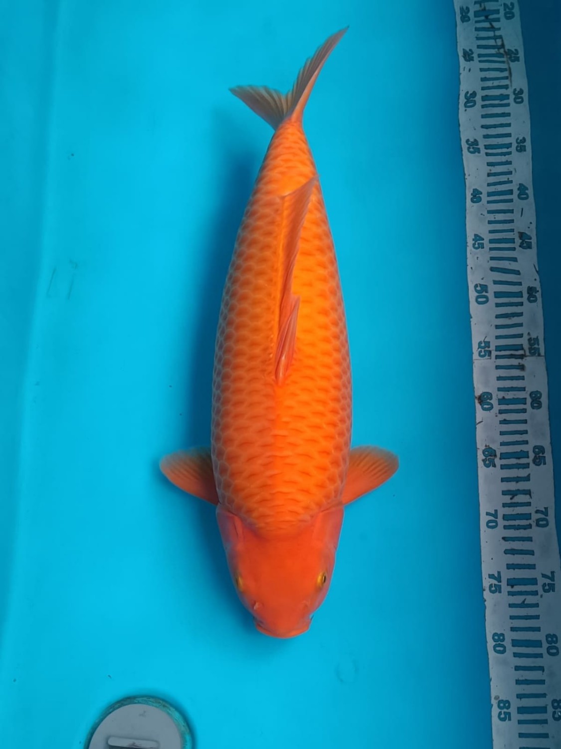 Juara 1