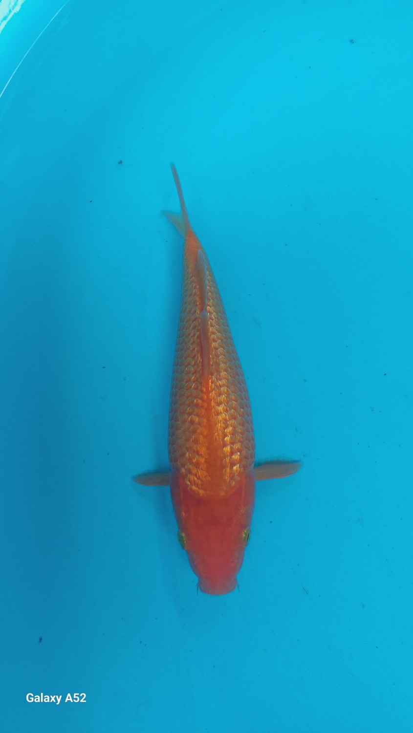 Juara 1