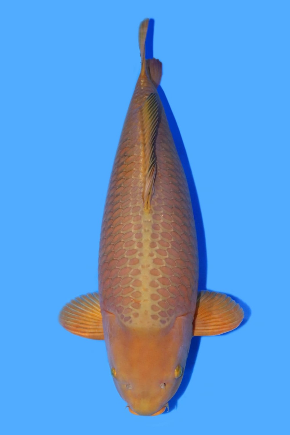 Juara 1