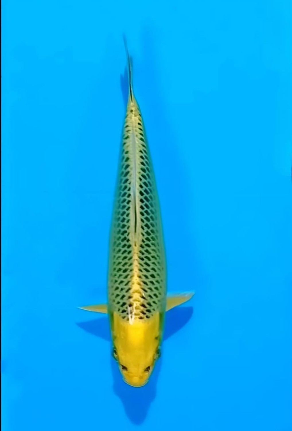 Juara 3