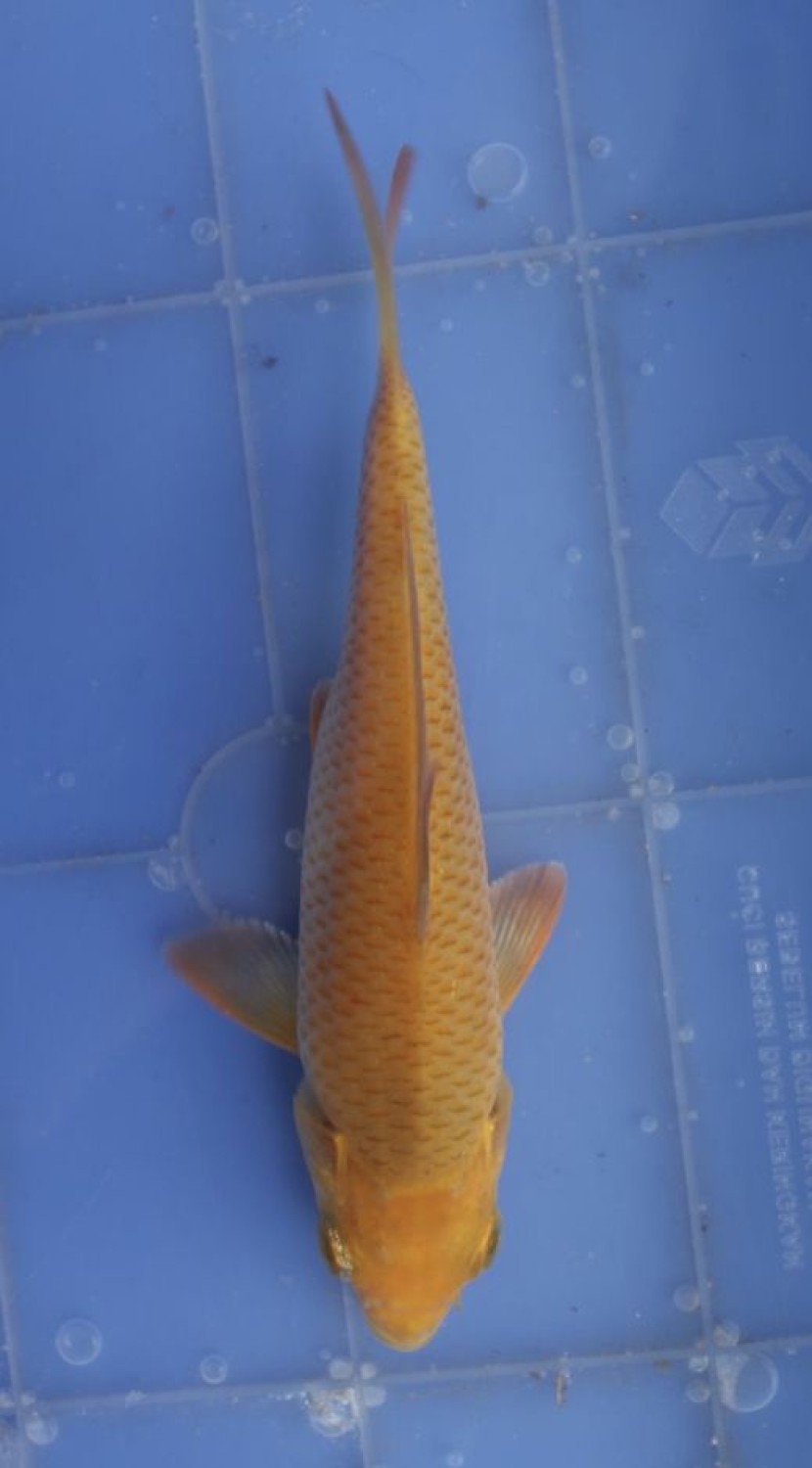 Juara 2