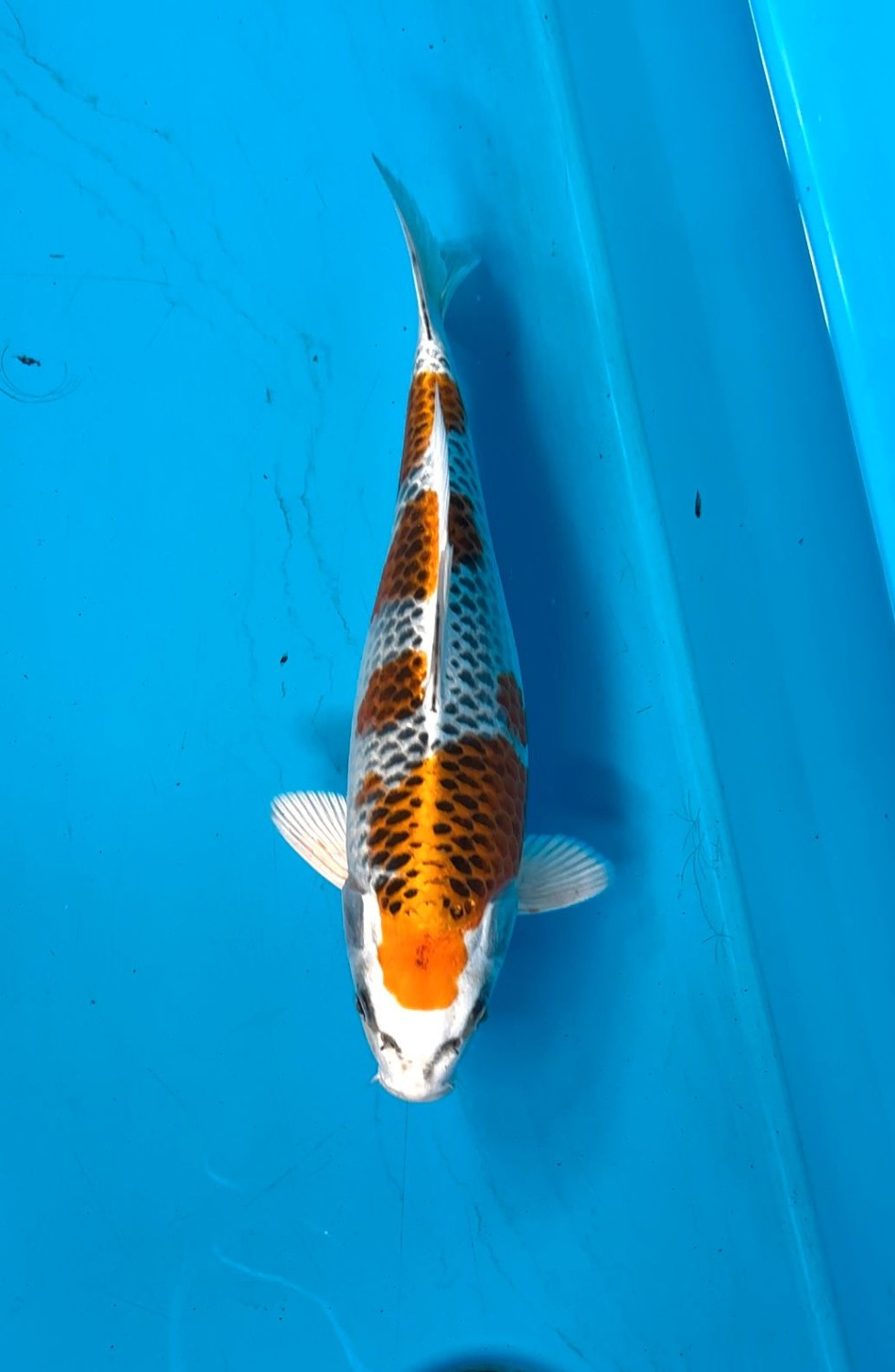 Juara 1