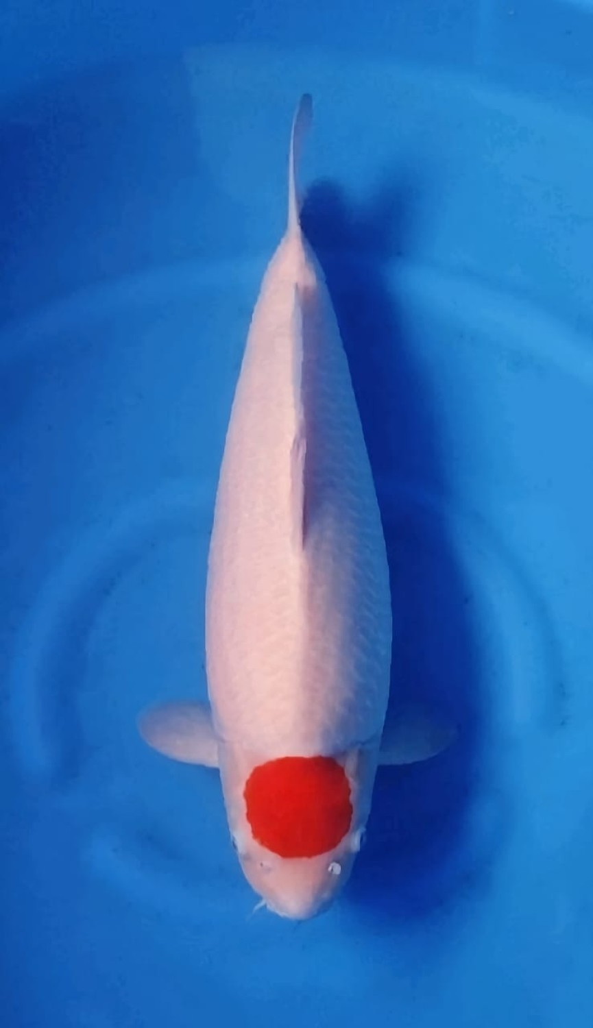 Juara 2
