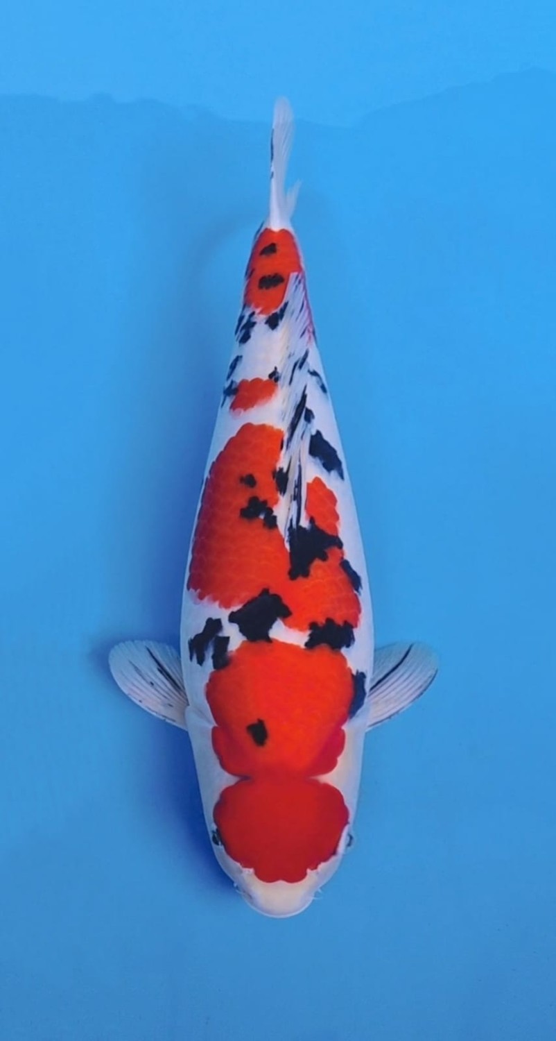 A. Best In Size 51 - 55 cm