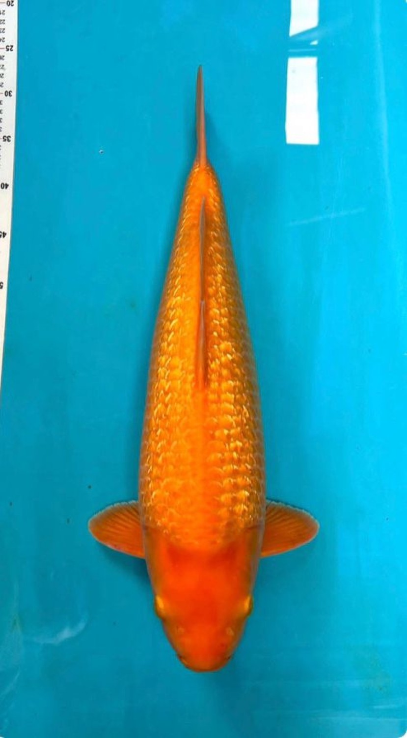 Juara 3
