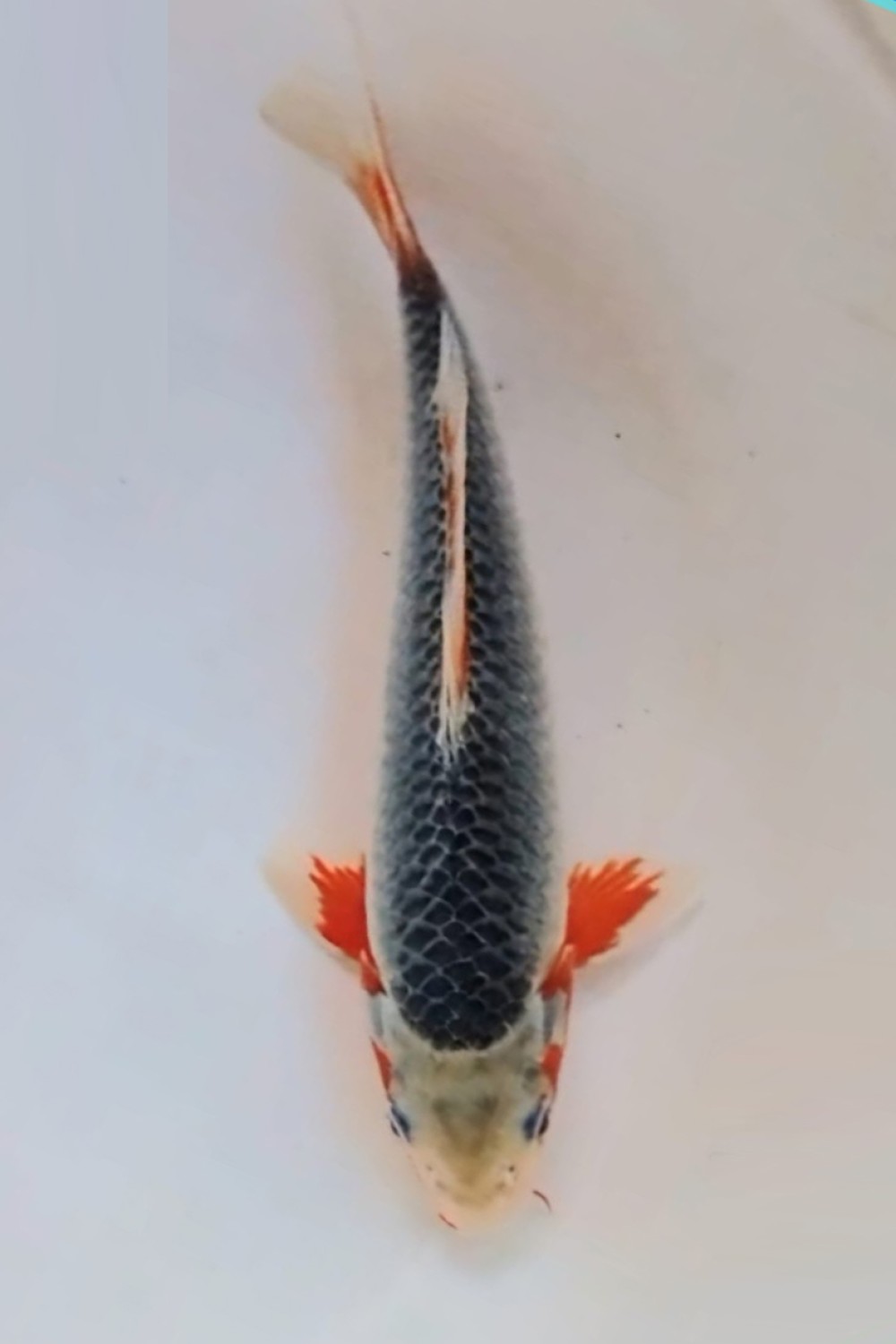 Juara 1