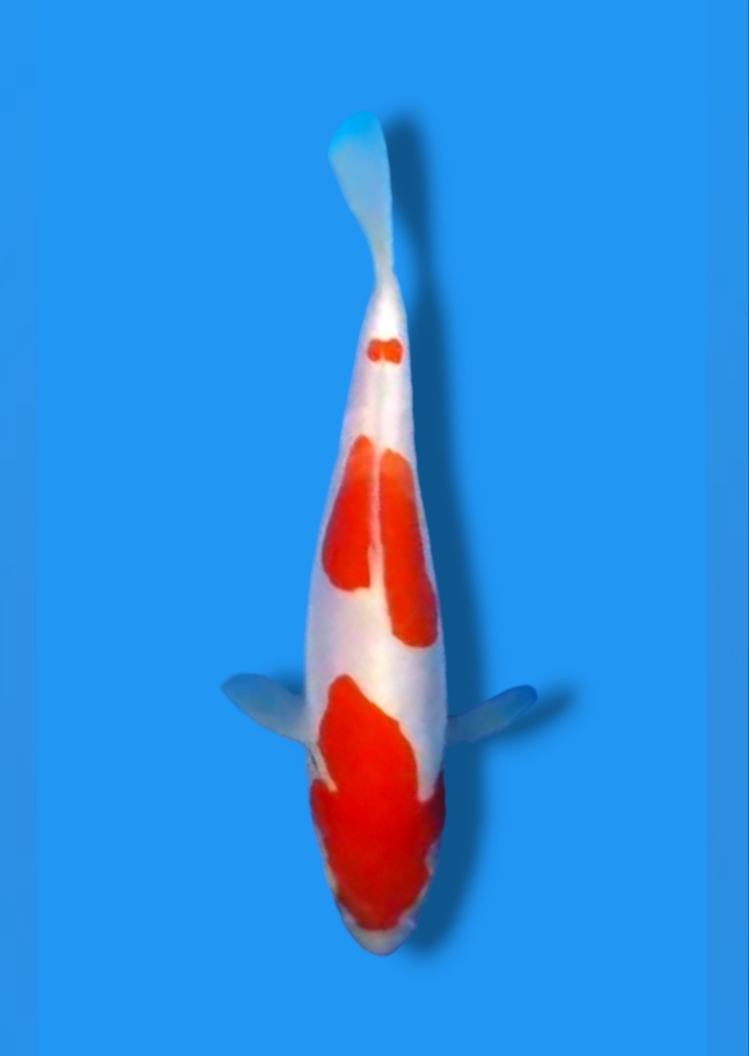 Juara 1