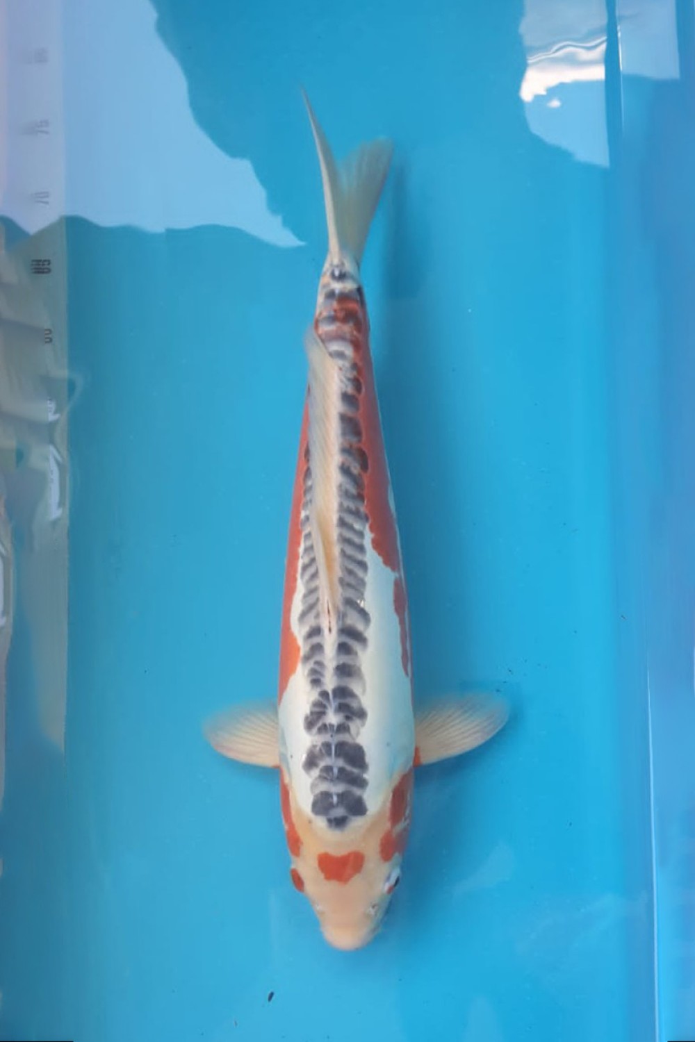 Juara 1